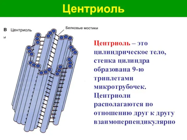 Центриоль Центриоль – это цилиндрическое тело, стенка цилиндра образована 9-ю триплетами микротрубочек.