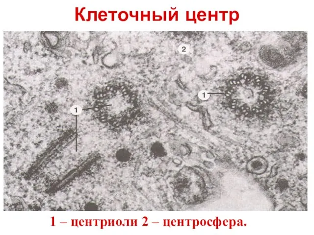 1 – центриоли 2 – центросфера. Клеточный центр