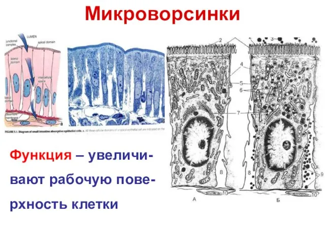 Микроворсинки Функция – увеличи- вают рабочую пове- рхность клетки