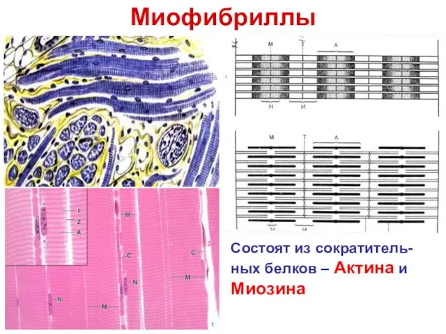 Миофибриллы Состоят из сократитель-ных белков – Актина и Миозина