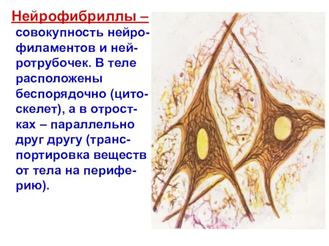 Нейрофибриллы – совокупность нейро-филаментов и ней-ротрубочек. В теле расположены беспорядочно (цито-скелет), а