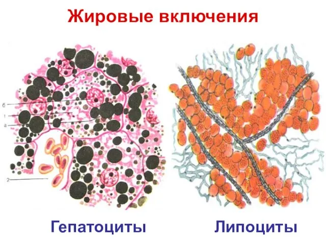 Жировые включения Гепатоциты Липоциты