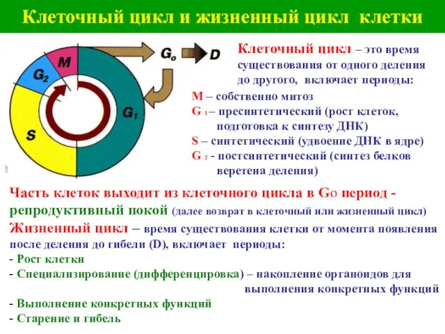 Клеточный цикл и жизненный цикл клетки Клеточный цикл – это время существования