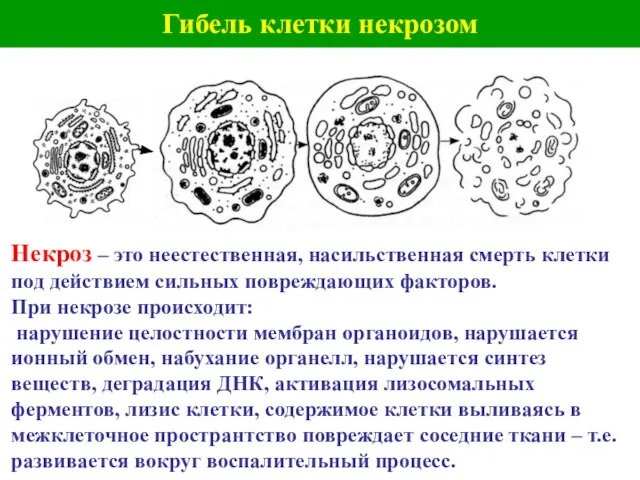 Гибель клетки некрозом Некроз – это неестественная, насильственная смерть клетки под действием