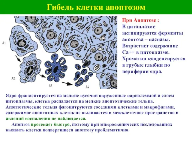 Гибель клетки апоптозом При Апоптозе : В цитоплазме активируются ферменты апоптоза –