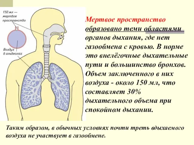 Мертвое пространство образовано теми областями органов дыхания, где нет газообмена с кровью.