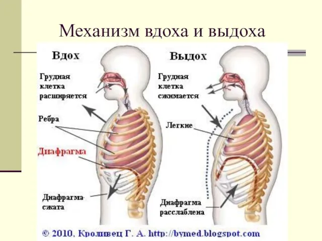 Механизм вдоха и выдоха