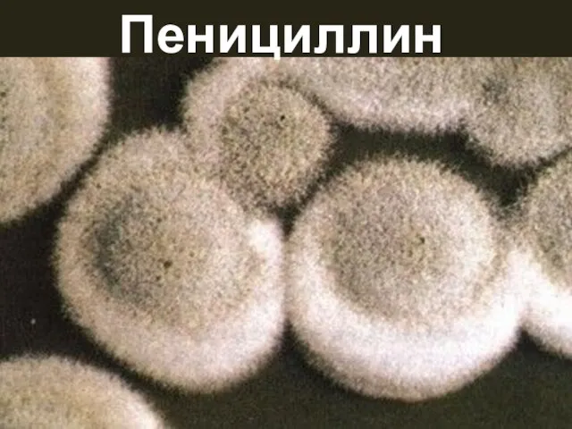 Пенициллин