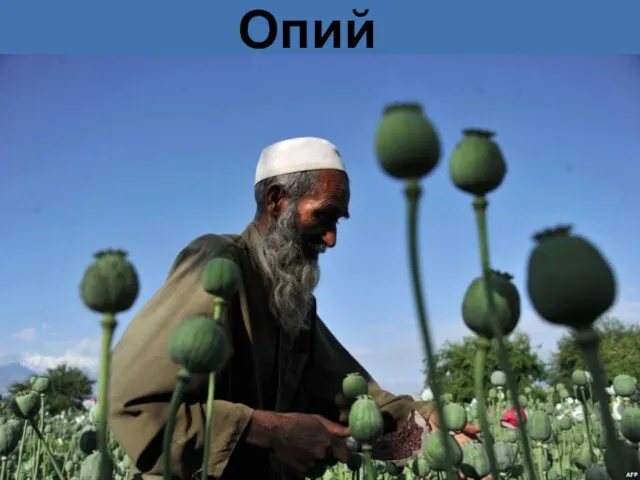 Опий