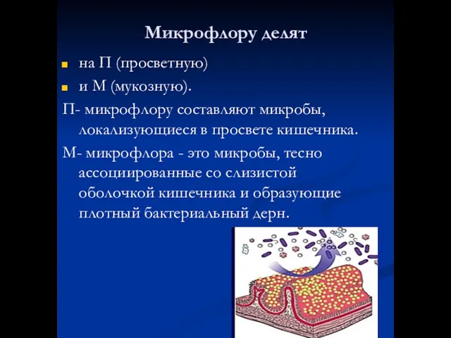 Микрофлору делят на П (просветную) и М (мукозную). П- микрофлору составляют микробы,