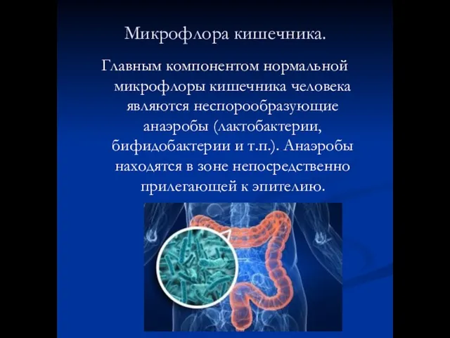 Микрофлора кишечника. Главным компонентом нормальной микрофлоры кишечника человека являются неспорообразующие анаэробы (лактобактерии,