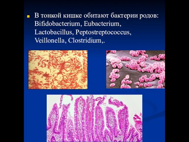 В тонкой кишке обитают бактерии родов: Bifidobacterium, Eubacterium, Lactobacillus, Peptostreptococcus, Veillonella, Clostridium,.