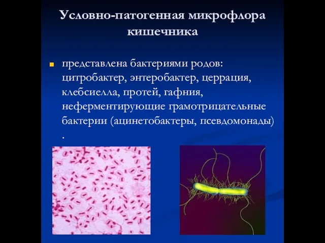 Условно-патогенная микрофлора кишечника представлена бактериями родов: цитробактер, энтеробактер, церрация, клебсиелла, протей, гафния,