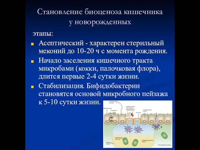 Становление биоценоза кишечника у новорожденных этапы: Асептический - характерен стерильный меконий до