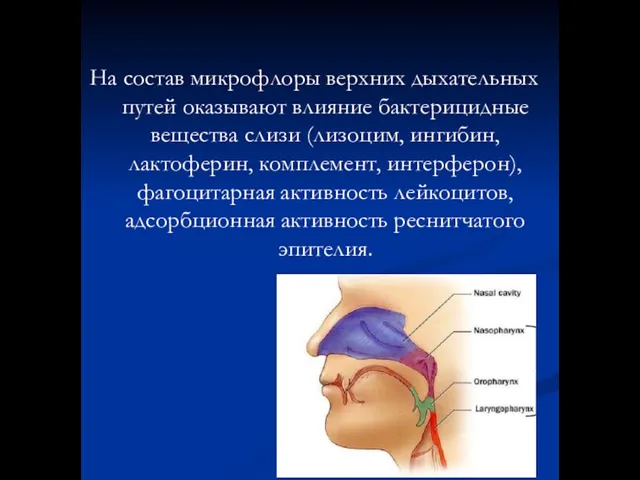 На состав микрофлоры верхних дыхательных путей оказывают влияние бактерицидные вещества слизи (лизоцим,
