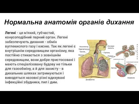 Нормальна анатомія органів дихання Легені - це м'який, губчастий, конусоподібний парний орган.