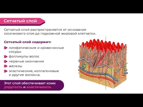 лимфатические и кровеносные сосуды фолликулы волос нервные окончания железы эластические, коллагеновые и