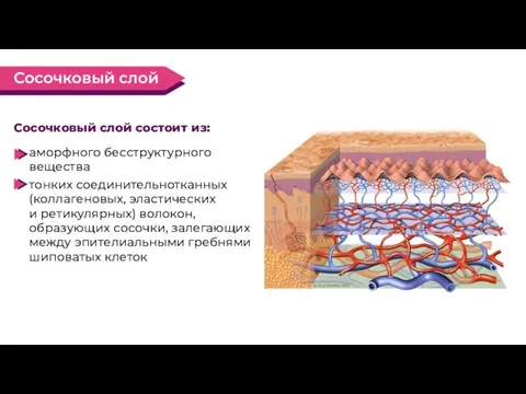 аморфного бесструктурного вещества тонких соединительнотканных (коллагеновых, эластических и ретикулярных) волокон, образующих сосочки,