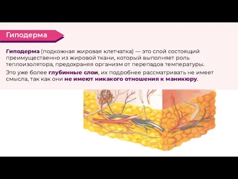 Гиподерма (подкожная жировая клетчатка) — это слой состоящий преимущественно из жировой ткани,