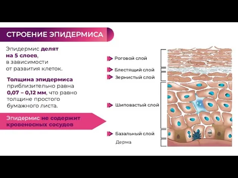 Эпидермис делят на 5 слоев, в зависимости от развития клеток. СТРОЕНИЕ ЭПИДЕРМИСА