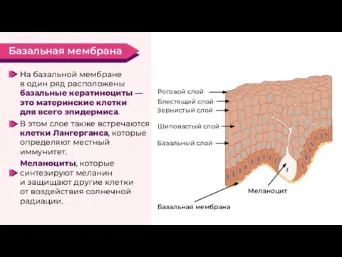 На базальной мембране в один ряд расположены базальные кератиноциты — это материнские