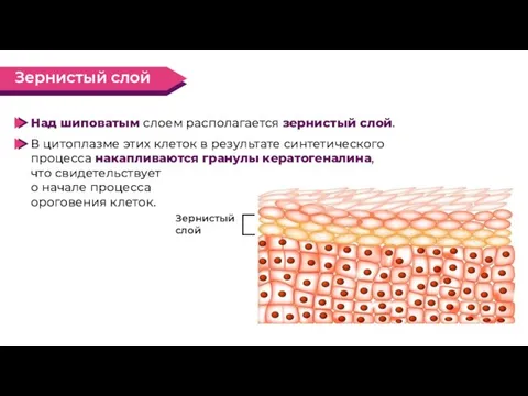 Над шиповатым слоем располагается зернистый слой. В цитоплазме этих клеток в результате