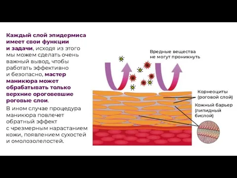 Каждый слой эпидермиса имеет свои функции и задачи, исходя из этого мы