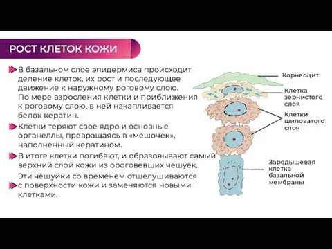 В базальном слое эпидермиса происходит деление клеток, их рост и последующее движение