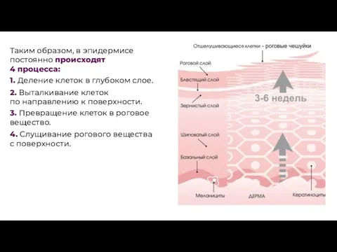 Таким образом, в эпидермисе постоянно происходят 4 процесса: 1. Деление клеток в