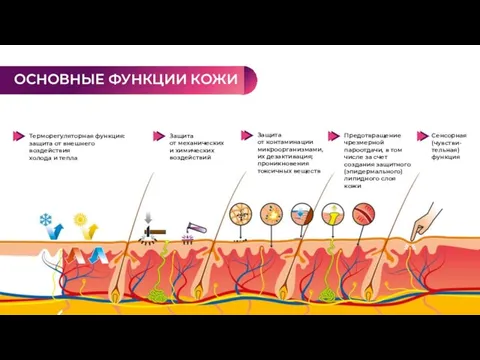 Терморегуляторная функция: защита от внешнего воздействия холода и тепла Защита от механических