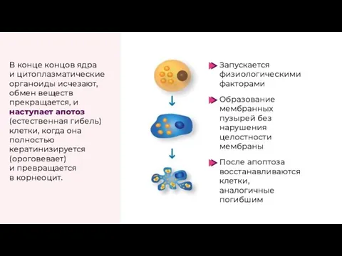 В конце концов ядра и цитоплазматические органоиды исчезают, обмен веществ прекращается, и