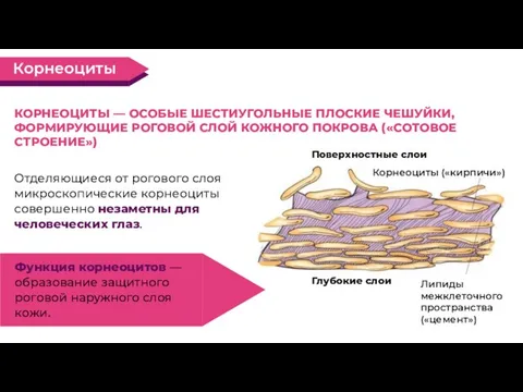 Отделяющиеся от рогового слоя микроскопические корнеоциты совершенно незаметны для человеческих глаз. КОРНЕОЦИТЫ