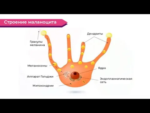 Дендриты Ядро Меланосомы Аппарат Гольджи Митохондрии Гранулы меланина Эндоплазматическая сеть Строение маланоцита