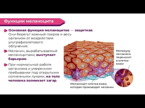 Основная функция меланоцитов — защитная. Они берегут кожный покров и весь организм