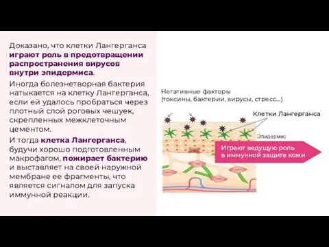 Доказано, что клет­ки Лан­гер­ган­са иг­ра­ют роль в пре­дот­вра­ще­нии рас­про­стра­не­ния ви­ру­сов внут­ри эпи­дер­ми­са.