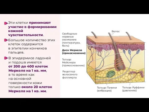 Эти клетки принимают участие в формировании кожной чувствительности. Большое количество этих клеток