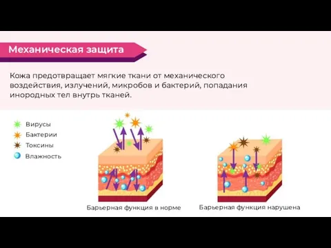 Кожа предотвращает мягкие ткани от механического воздействия, излучений, микробов и бактерий, попадания