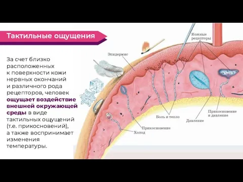 За счет близко расположенных к поверхности кожи нервных окончаний и различного рода