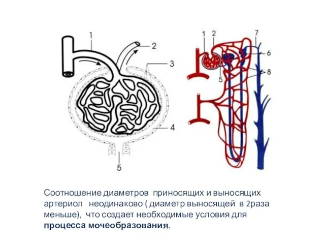 Соотношение диаметров приносящих и выносящих артериол неодинаково ( диаметр выносящей в 2раза