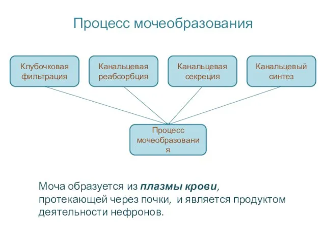 Процесс мочеобразования Клубочковая фильтрация Канальцевая реабсорбция Канальцевая секреция Канальцевый синтез Процесс мочеобразования