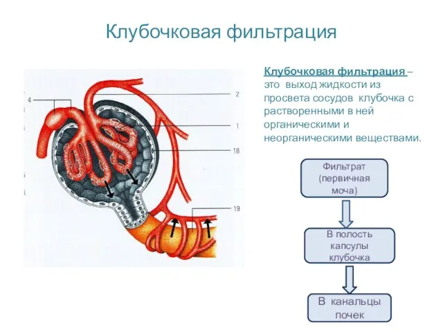 Клубочковая фильтрация Клубочковая фильтрация – это выход жидкости из просвета сосудов клубочка