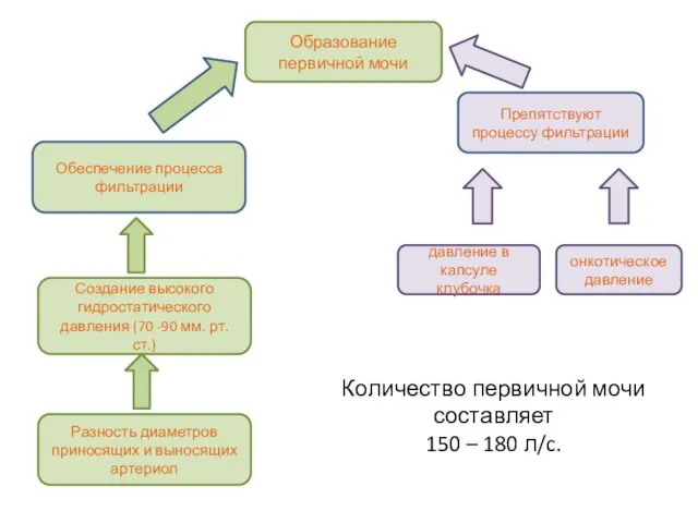 Образование первичной мочи Обеспечение процесса фильтрации Препятствуют процессу фильтрации давление в капсуле