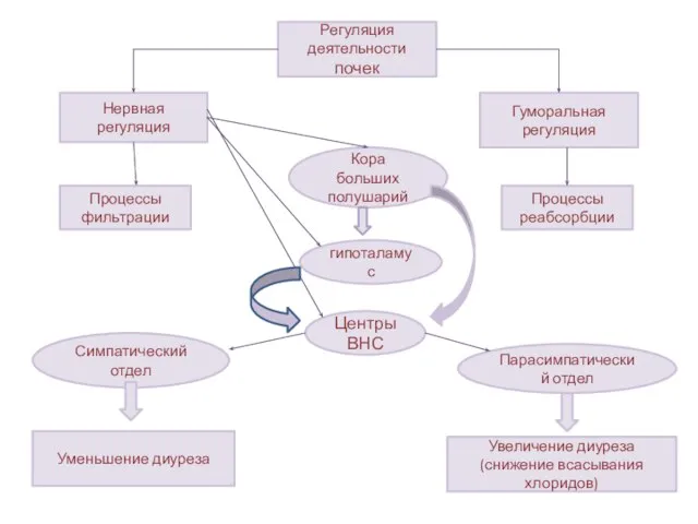 Регуляция деятельности почек Нервная регуляция Гуморальная регуляция Процессы фильтрации Процессы реабсорбции Центры