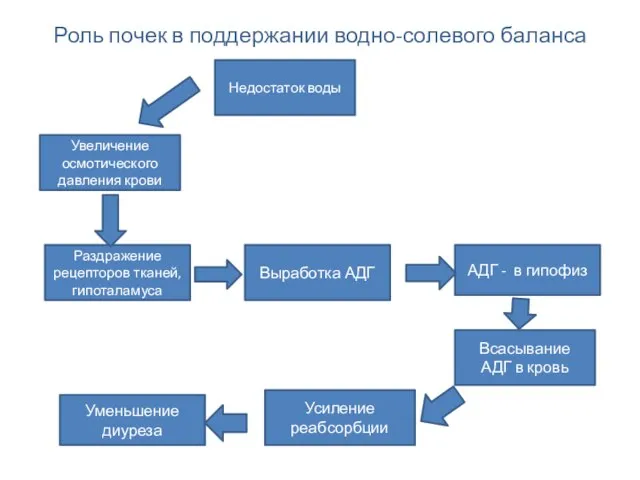 Роль почек в поддержании водно-солевого баланса Недостаток воды Раздражение рецепторов тканей, гипоталамуса