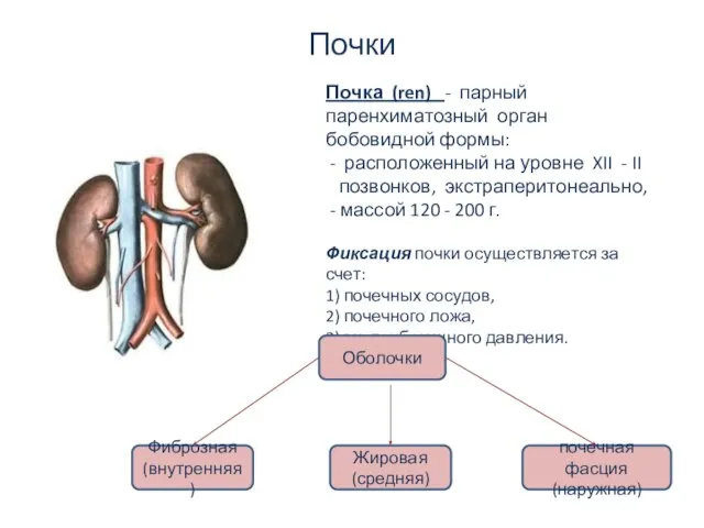 Почки Почка (ren) - парный паренхиматозный орган бобовидной формы: расположенный на уровне