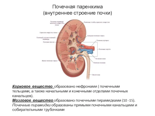 Почечная паренхима (внутреннее строение почки) Корковое вещество образовано нефронами ( почечными тельцами,