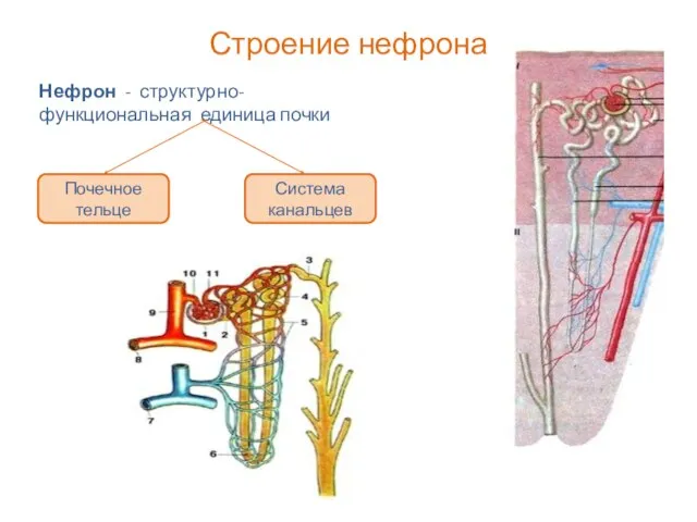 Строение нефрона Нефрон - структурно-функциональная единица почки Почечное тельце Система канальцев