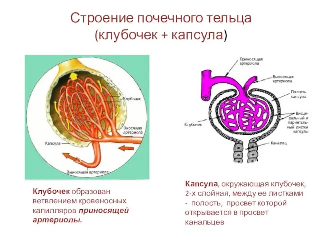Клубочек образован ветвлением кровеносных капилляров приносящей артериолы. Капсула, окружающая клубочек, 2-х слойная,