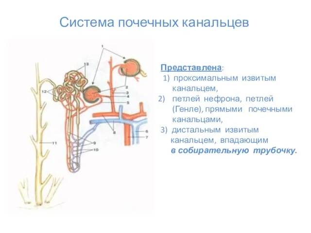 Представлена: 1) проксимальным извитым канальцем, петлей нефрона, петлей (Генле), прямыми почечными канальцами,