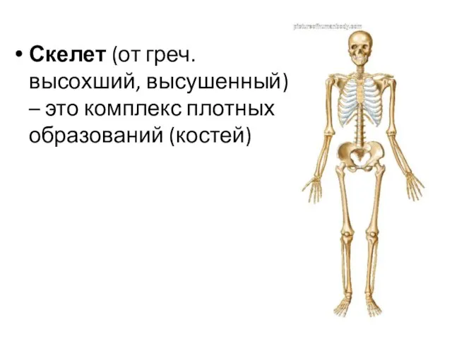 Скелет (от греч. высохший, высушенный) – это комплекс плотных образований (костей)
